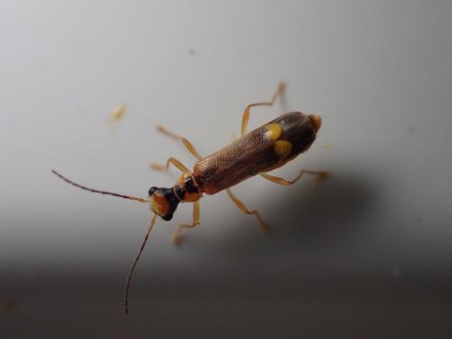 Réf. 183 223 : Malthinus sp.